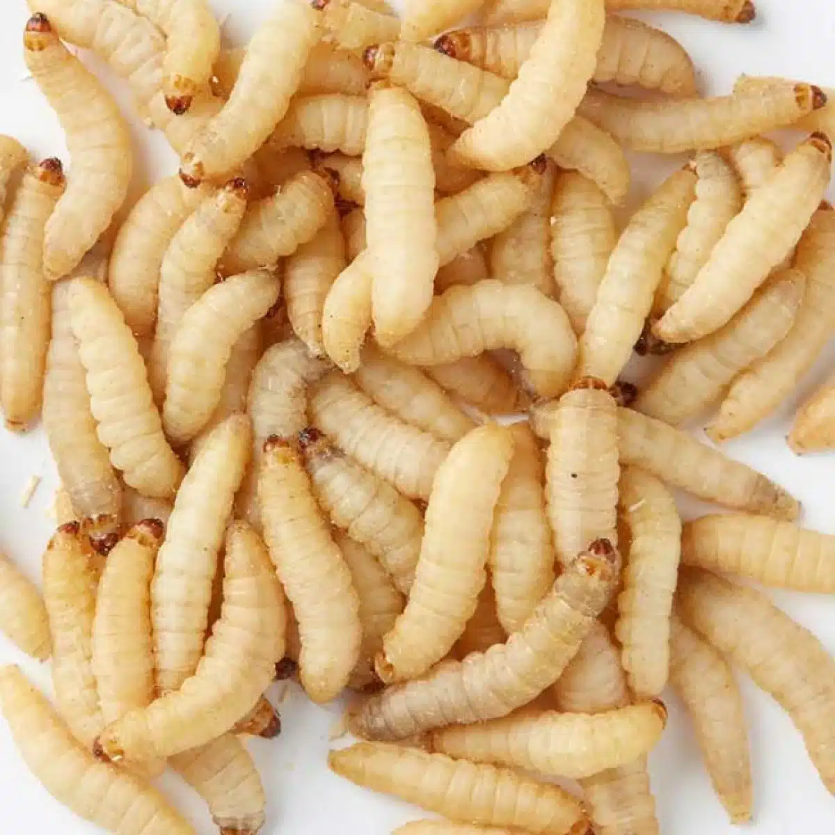 Ларва на восъчен молец (Waxworm)